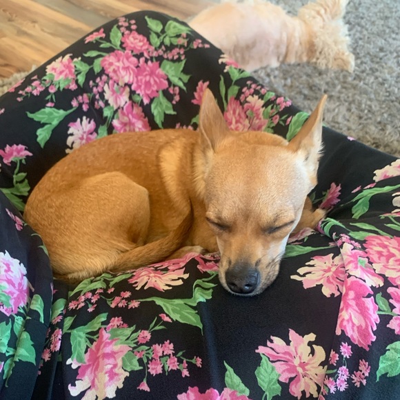 Meet your Posher, Angelina - Picture 1 of 1